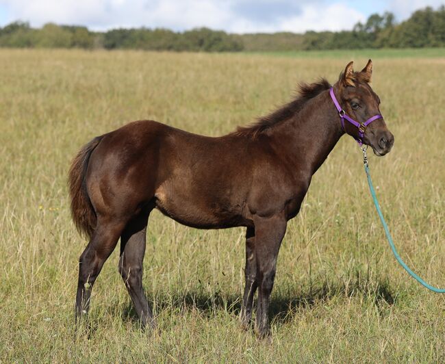 Black/smoky black foundation gezogener QH Hengstabsetzer, Kerstin Rehbehn (Pferdemarketing Ost), Horses For Sale, Nienburg, Image 7