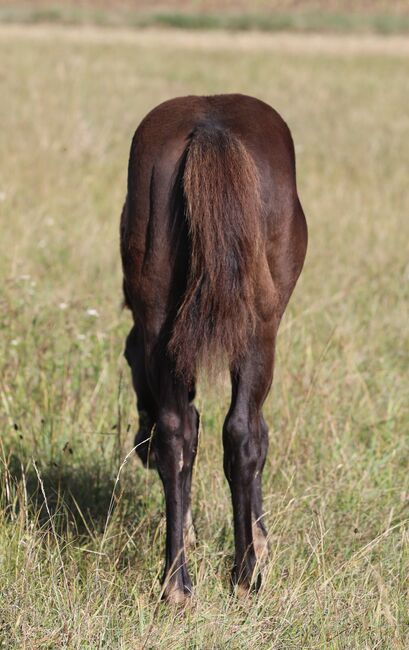 Black/smoky black foundation gezogener QH Hengstabsetzer, Kerstin Rehbehn (Pferdemarketing Ost), Horses For Sale, Nienburg, Image 6