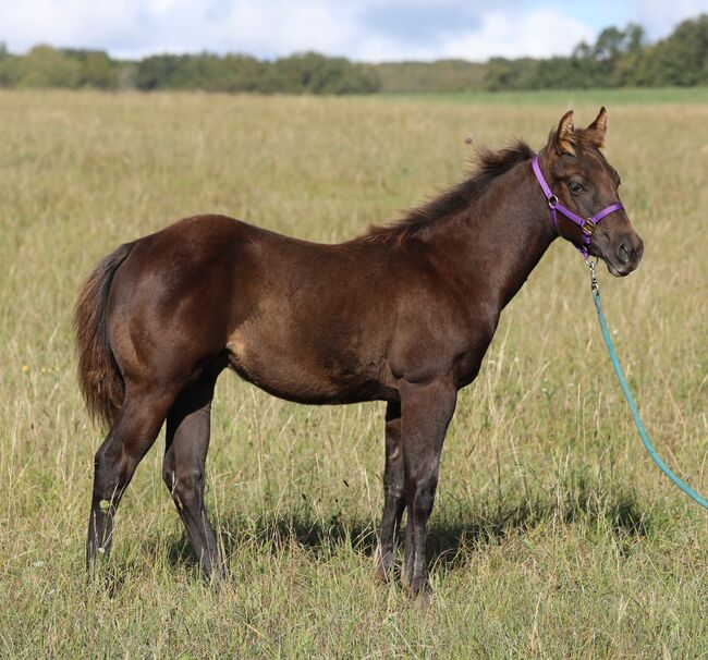 Black/smoky black foundation gezogener QH Hengstabsetzer, Kerstin Rehbehn (Pferdemarketing Ost), Horses For Sale, Nienburg