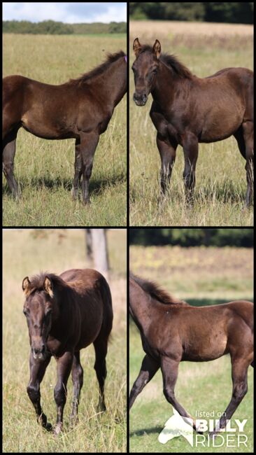 Black/smoky black foundation gezogener QH Hengstabsetzer, Kerstin Rehbehn (Pferdemarketing Ost), Horses For Sale, Nienburg, Image 10