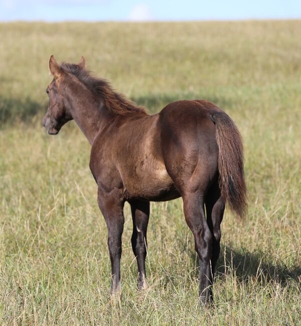 Black/smoky black foundation gezogener QH Hengstabsetzer, Kerstin Rehbehn (Pferdemarketing Ost), Horses For Sale, Nienburg, Image 8