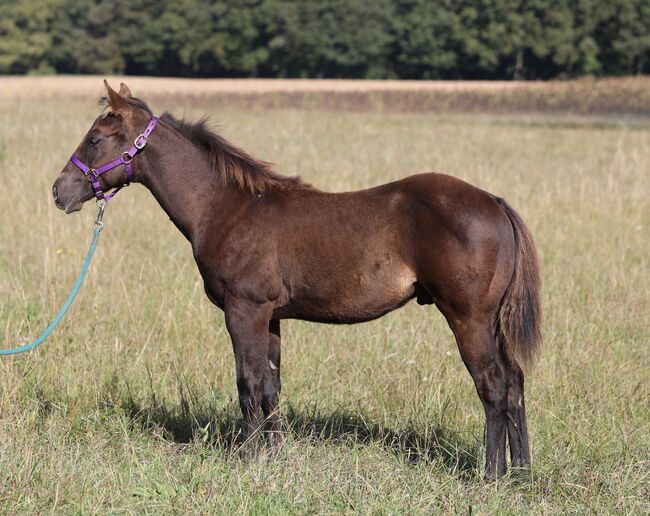 Black/smoky black foundation gezogener QH Hengstabsetzer, Kerstin Rehbehn (Pferdemarketing Ost), Horses For Sale, Nienburg, Image 4