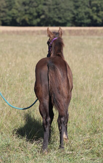 Black/smoky black foundation gezogener QH Hengstabsetzer, Kerstin Rehbehn (Pferdemarketing Ost), Horses For Sale, Nienburg, Image 2