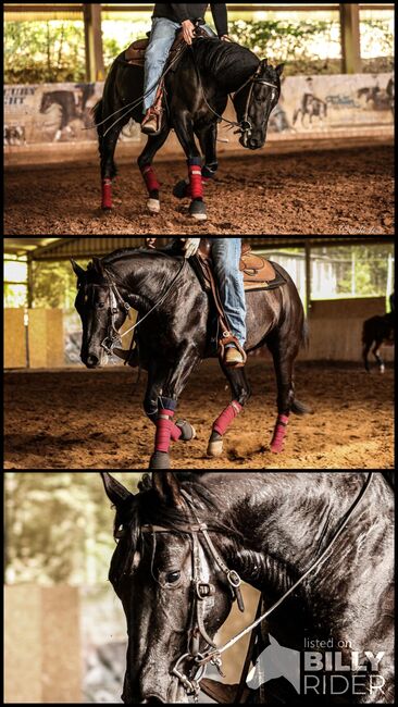 Schwarzer, talentierter Quarter Horse Wallach, Kerstin Rehbehn (Pferdemarketing Ost), Horses For Sale, Nienburg, Image 4