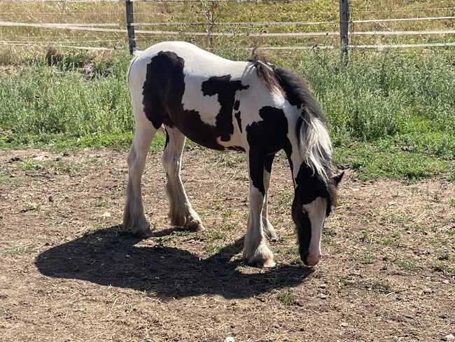 Irish Cob Stutfohlen in black Tobiano, Verena Amacker, Horses For Sale, Genevrey