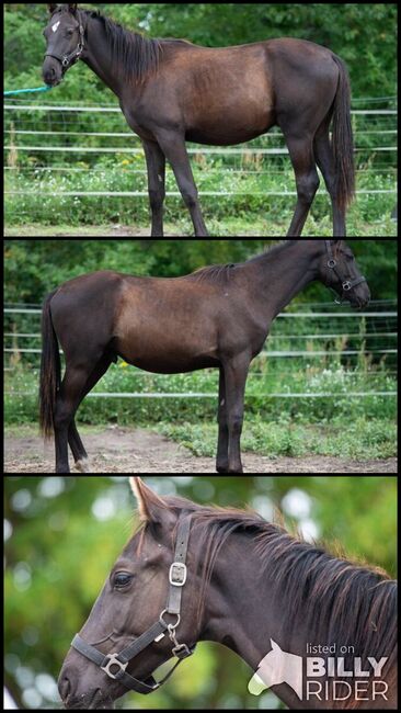 Schwarzer Trakehner von Hitmos, Kerstin Rehbehn (Pferdemarketing Ost), Horses For Sale, Nienburg, Image 4