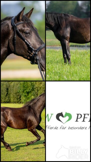 #blackbeauty #topmover PRE Pura Raza Española, Hengst, 2 Jahre, Rappe, derzeit 1,62m Stm., WOW Pferd  (WOW Pferd), Horses For Sale, Bayern - Attenkirchen, Image 7