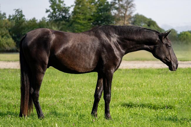 #blackbeauty #topmover PRE Pura Raza Española, Hengst, 2 Jahre, Rappe, derzeit 1,62m Stm., WOW Pferd  (WOW Pferd), Horses For Sale, Bayern - Attenkirchen, Image 5