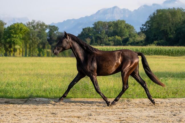 #blackbeauty #topmover PRE Pura Raza Española, Hengst, 2 Jahre, Rappe, derzeit 1,62m Stm., WOW Pferd  (WOW Pferd), Horses For Sale, Bayern - Attenkirchen, Image 3