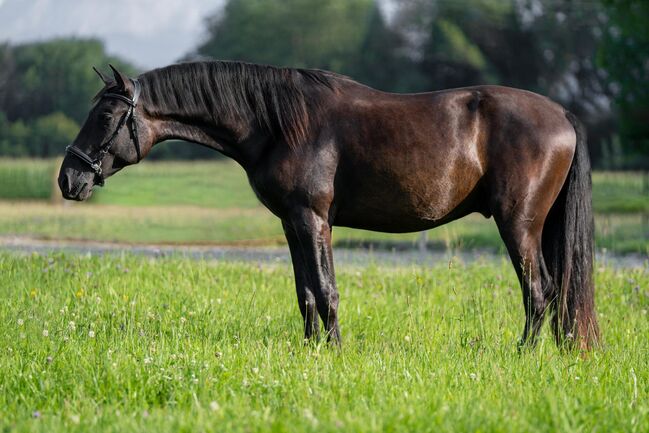 #blackbeauty #topmover PRE Pura Raza Española, Hengst, 2 Jahre, Rappe, derzeit 1,62m Stm., WOW Pferd  (WOW Pferd), Horses For Sale, Bayern - Attenkirchen, Image 4