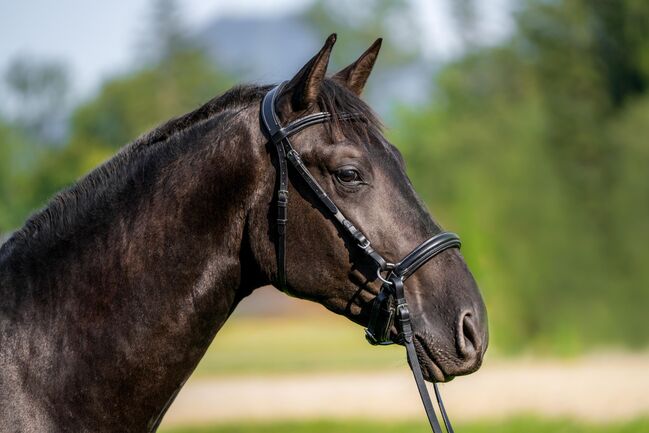 #blackbeauty #topmover PRE Pura Raza Española, Hengst, 2 Jahre, Rappe, derzeit 1,62m Stm., WOW Pferd  (WOW Pferd), Horses For Sale, Bayern - Attenkirchen