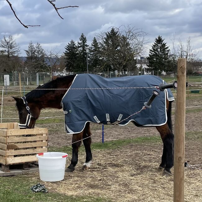 Decke + Halsteil Horseware / AMIGO AmECO 12 Plus Turnout Lite, 0g, 145cm, Horseware AMIGO AmECO 12 Plus Turnout Lite, Lisa, Horse Blankets, Sheets & Coolers, Eppelheim