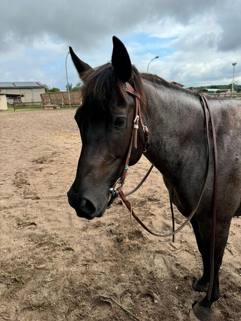 Blue roan Quarter Horse Stute mit guter Ausbildung, Kerstin Rehbehn (Pferdemarketing Ost), Horses For Sale, Nienburg, Image 6