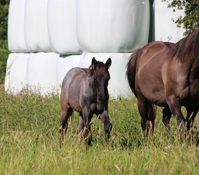 Blue Roan Eyecatcher, Kerstin Rehbehn (Pferdemarketing Ost), Horses For Sale, Nienburg, Image 2