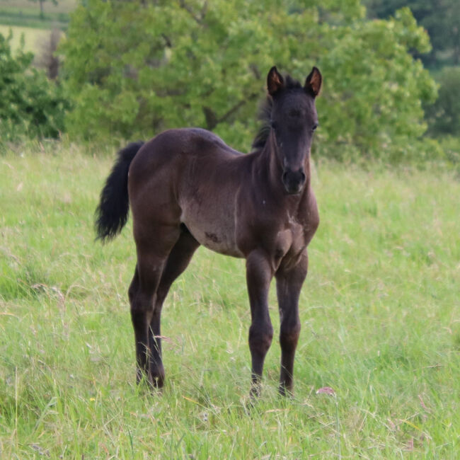 Blue Roan Eyecatcher, Kerstin Rehbehn (Pferdemarketing Ost), Horses For Sale, Nienburg, Image 3