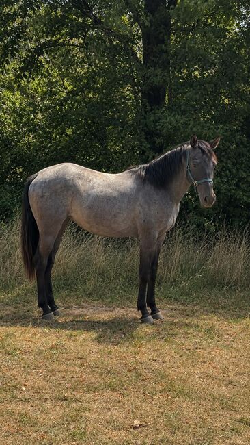 Blue Roan Eyecatcher, Kerstin Rehbehn (Pferdemarketing Ost), Horses For Sale, Nienburg