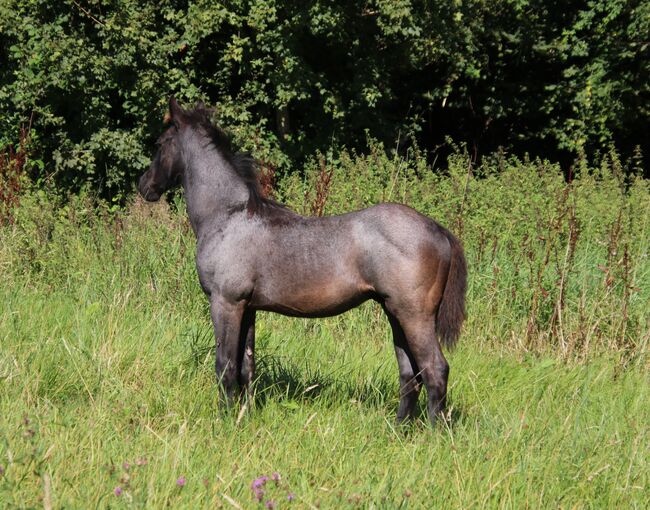 Blue Roan Eyecatcher, Kerstin Rehbehn (Pferdemarketing Ost), Horses For Sale, Nienburg, Image 8