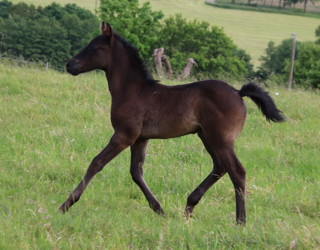 Blue Roan Eyecatcher, Kerstin Rehbehn (Pferdemarketing Ost), Horses For Sale, Nienburg