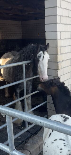 Blue Roan Stute, Kathrin, Horses For Sale, Wickede (Ruhr)