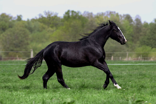 Eyecatcher in Black, Kerstin Rehbehn (Pferdemarketing Ost), Horses For Sale, Nienburg