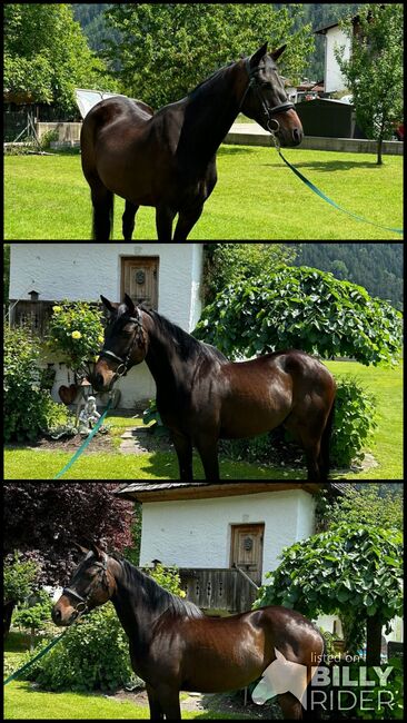 Lightning Jack, Hirn Vinzenz, Horses For Sale, Silz, Image 4
