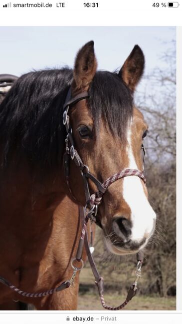 Barefoot Sidepull mit Zügel, Barefoot, Susanne, Bitless Bridles, Nierstein , Image 3