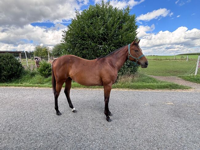 My Blue Charm - Quarter Horse Stute mit viel Potenzial, Kerstin Rehbehn (Pferdemarketing Ost), Horses For Sale, Nienburg
