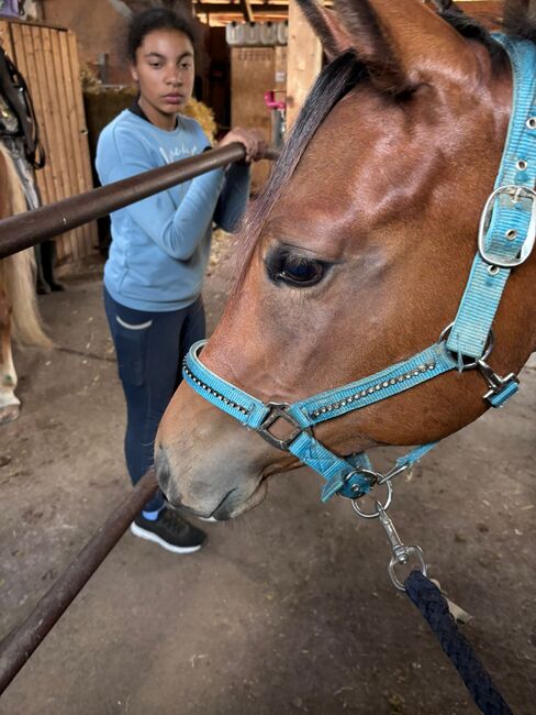 My Blue Charm - Quarter Horse Stute mit viel Potenzial, Kerstin Rehbehn (Pferdemarketing Ost), Horses For Sale, Nienburg, Image 14