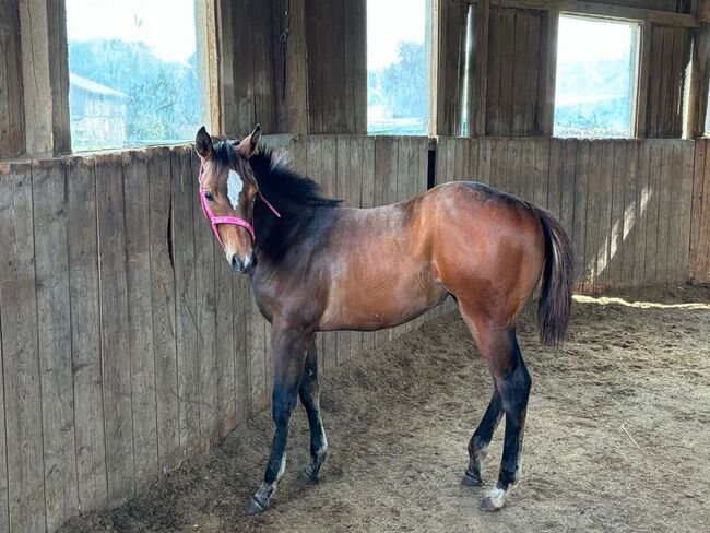 My Blue Charm - Quarter Horse Stute mit viel Potenzial, Kerstin Rehbehn (Pferdemarketing Ost), Horses For Sale, Nienburg, Image 11