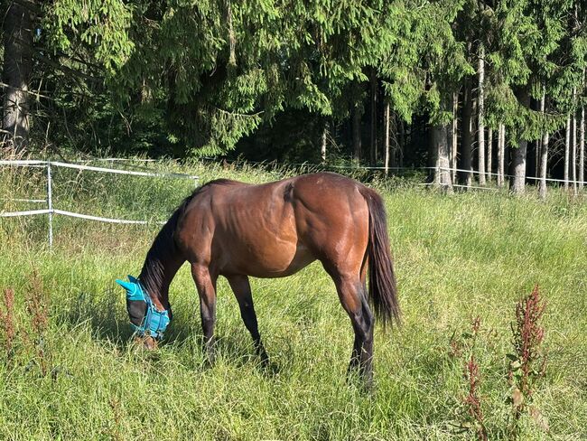 My Blue Charm - Quarter Horse Stute mit viel Potenzial, Kerstin Rehbehn (Pferdemarketing Ost), Horses For Sale, Nienburg, Image 3