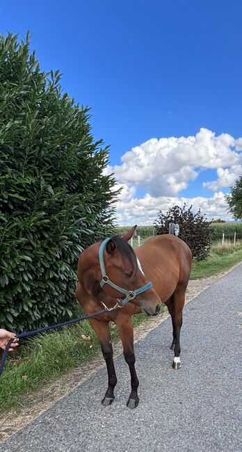 My Blue Charm - Quarter Horse Stute mit viel Potenzial, Kerstin Rehbehn (Pferdemarketing Ost), Horses For Sale, Nienburg, Image 10