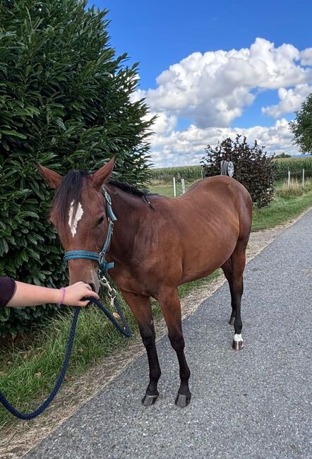 My Blue Charm - Quarter Horse Stute mit viel Potenzial, Kerstin Rehbehn (Pferdemarketing Ost), Horses For Sale, Nienburg, Image 6