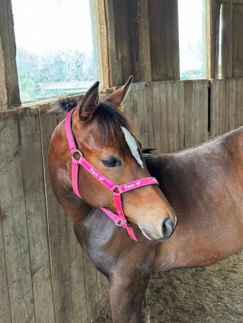 My Blue Charm - Quarter Horse Stute mit viel Potenzial, Kerstin Rehbehn (Pferdemarketing Ost), Horses For Sale, Nienburg, Image 5