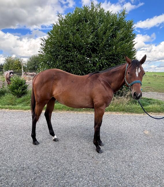 My Blue Charm - Quarter Horse Stute mit viel Potenzial, Kerstin Rehbehn (Pferdemarketing Ost), Horses For Sale, Nienburg, Image 12