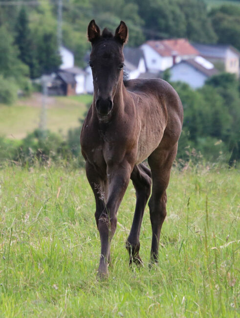 Blue Roan Eyecatcher, Kerstin Rehbehn (Pferdemarketing Ost), Horses For Sale, Nienburg, Image 4