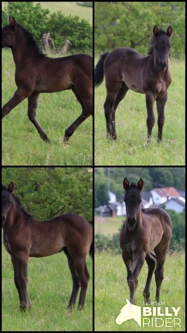 Blue Roan Eyecatcher, Kerstin Rehbehn (Pferdemarketing Ost), Horses For Sale, Nienburg, Image 10