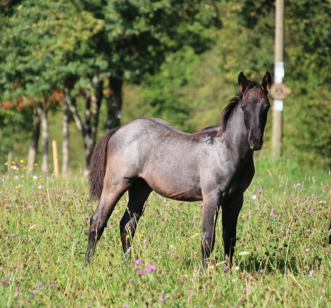 Blue Roan Eyecatcher, Kerstin Rehbehn (Pferdemarketing Ost), Horses For Sale, Nienburg