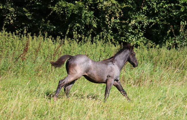 Blue Roan Eyecatcher, Kerstin Rehbehn (Pferdemarketing Ost), Horses For Sale, Nienburg, Image 6