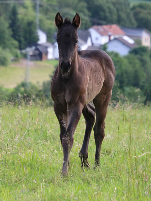 Blue Roan Eyecatcher, Kerstin Rehbehn (Pferdemarketing Ost), Konie na sprzedaż, Nienburg, Image 4