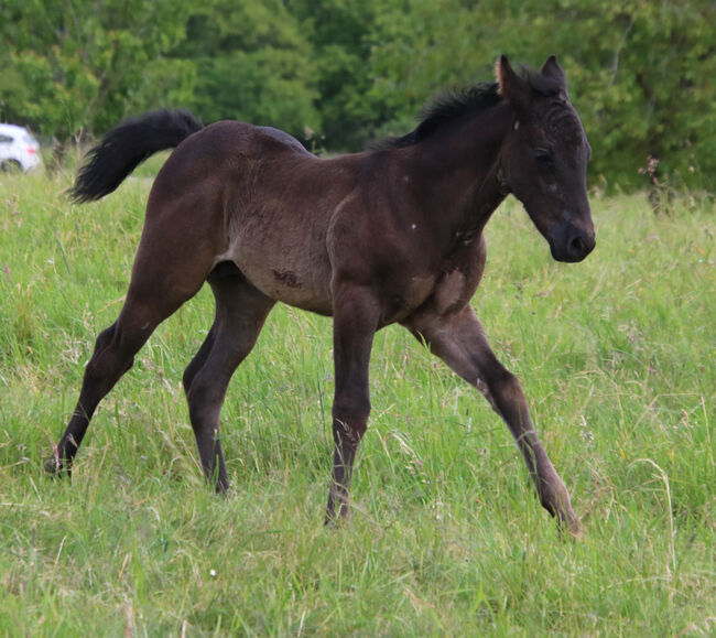 Blue Roan Eyecatcher, Kerstin Rehbehn (Pferdemarketing Ost), Konie na sprzedaż, Nienburg, Image 2