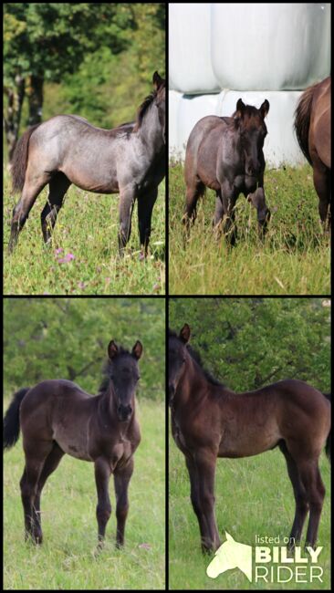 Blue Roan Eyecatcher, Kerstin Rehbehn (Pferdemarketing Ost), Pferd kaufen, Nienburg, Abbildung 10