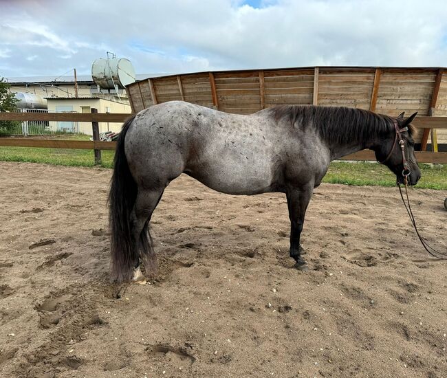 Blue roan Quarter Horse Stute mit guter Ausbildung, Kerstin Rehbehn (Pferdemarketing Ost), Horses For Sale, Nienburg