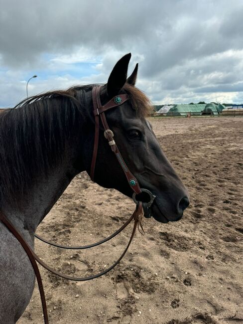 Blue roan Quarter Horse Stute mit guter Ausbildung, Kerstin Rehbehn (Pferdemarketing Ost), Horses For Sale, Nienburg, Image 5