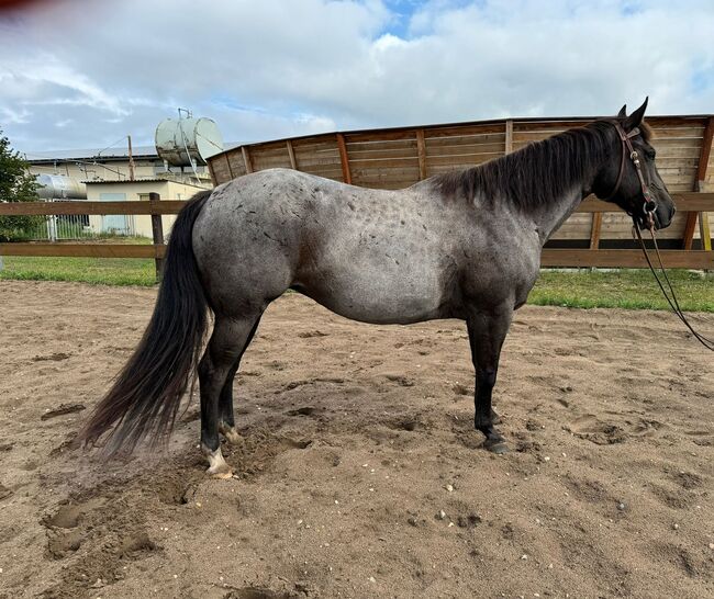 Blue roan Quarter Horse Stute mit guter Ausbildung, Kerstin Rehbehn (Pferdemarketing Ost), Horses For Sale, Nienburg, Image 7