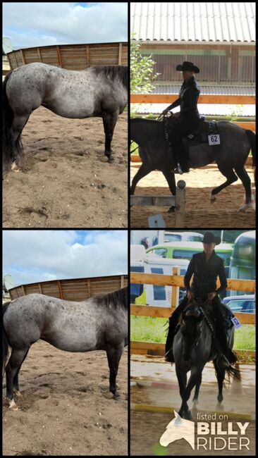 Blue roan Quarter Horse Stute mit guter Ausbildung, Kerstin Rehbehn (Pferdemarketing Ost), Pferd kaufen, Nienburg, Abbildung 9