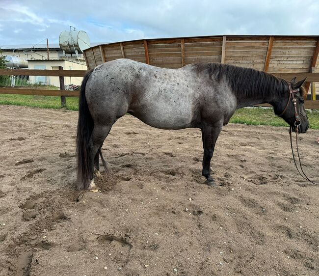 Blue roan Quarter Horse Stute mit guter Ausbildung, Kerstin Rehbehn (Pferdemarketing Ost), Pferd kaufen, Nienburg, Abbildung 8