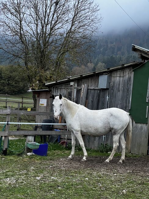 Beistellpferd, Lippitz jürgen, Konie na sprzedaż, Klagenfurt am Wörthersee