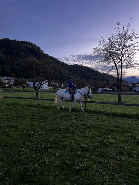 Beistellpferd, Lippitz jürgen, Konie na sprzedaż, Klagenfurt am Wörthersee, Image 6