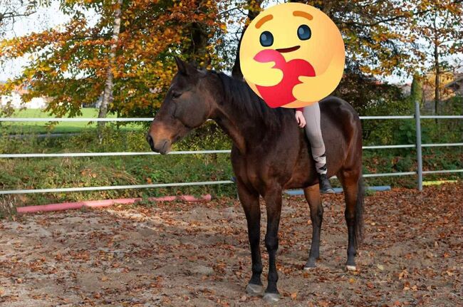 Beistellpferd, Monika Dorfinger, Konie na sprzedaż, Lochen am See
