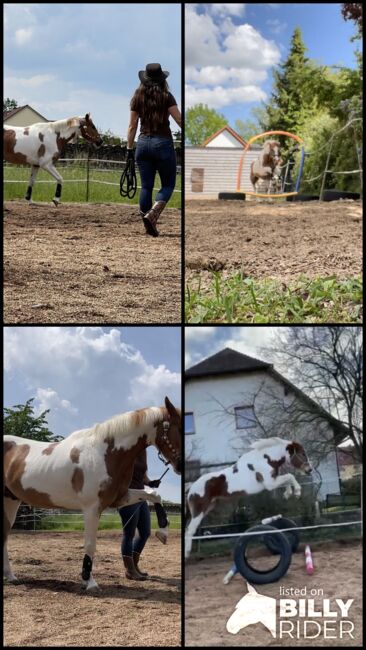 Bodenarbeit, Pferdetrainer, Horsemanship uvm, Caitlin Roßner, Riding Lessons, Weisendorf , Image 14